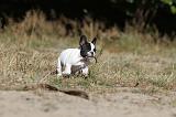 BOULEDOGUE FRANCAIS 190